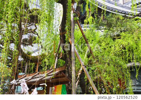 京都 紫雲山頂法寺 六角堂　六角柳（京都市中京区） 120562520