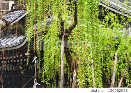 京都 紫雲山頂法寺 六角堂 六角柳(京都市中京区) 京都 紫雲山頂法寺 六角堂 六角柳(京都市中京区) 120562628