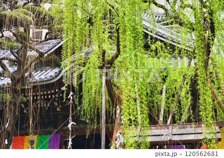京都 紫雲山頂法寺 六角堂　六角柳（京都市中京区） 120562681