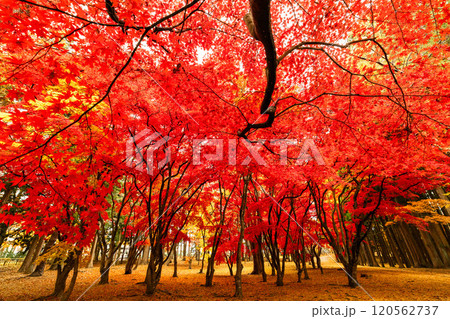 真っ赤な紅葉 真っ赤な紅葉 120562737
