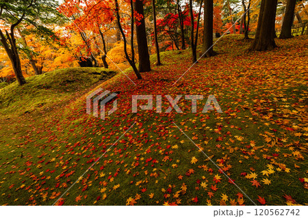 紅葉の落ち葉 紅葉の落ち葉 120562742
