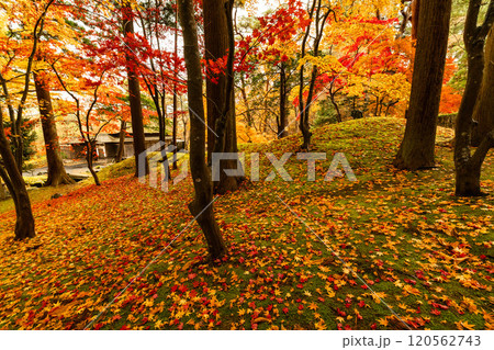紅葉の落ち葉 紅葉の落ち葉 120562743