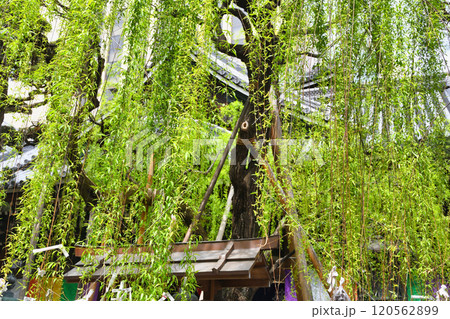 京都 紫雲山頂法寺 六角堂 六角柳(京都市中京区) 京都 紫雲山頂法寺 六角堂 六角柳(京都市中京区) 120562899