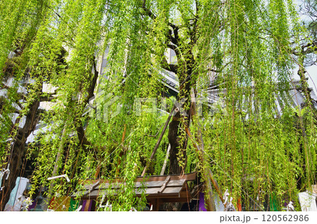 京都 紫雲山頂法寺 六角堂　六角柳（京都市中京区） 120562986