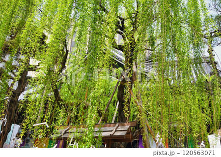京都 紫雲山頂法寺 六角堂　六角柳（京都市中京区） 120563071