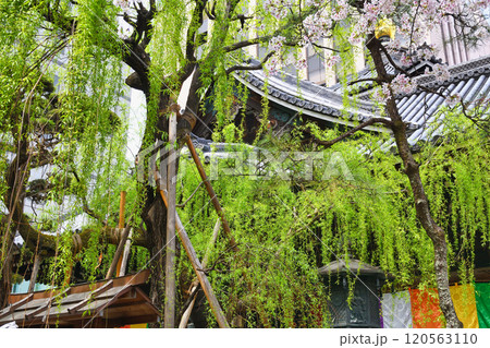 京都 紫雲山頂法寺 六角堂　六角柳（京都市中京区） 120563110