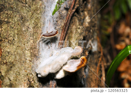マンネンタケキノコの幼菌(自然光+ストロボ・マクロ接写) マンネンタケキノコの幼菌(自然光+ストロボ・マクロ接写) 120563325