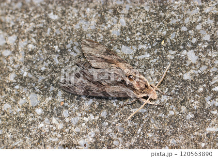エビガラスズメ蛾の成虫が砂利入りコンクリート道路の模様と同化する様子（自然光マクロ接写） 120563890
