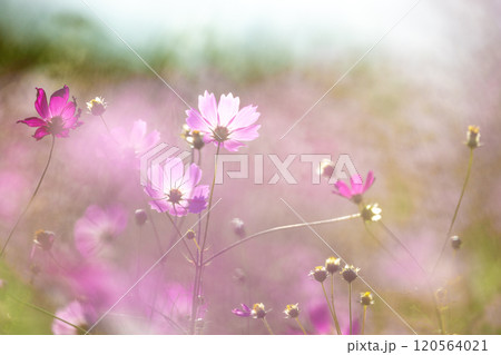 風に揺れるコスモス 風に揺れるコスモス 120564021