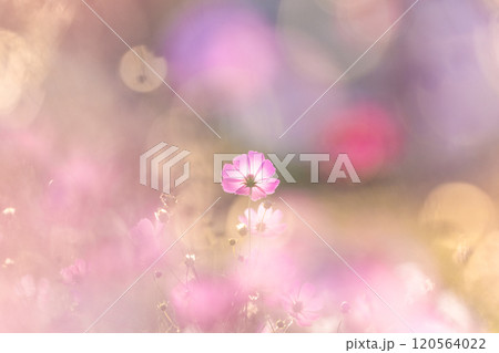 風に揺れるコスモス 風に揺れるコスモス 120564022