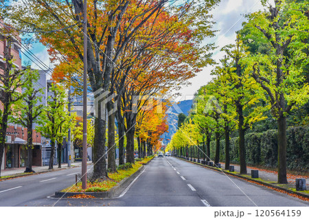 秋色の京都市北山通り 120564159