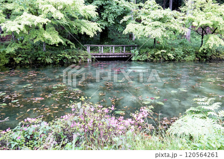 雨に打たれて新緑が映える名もなき池（通称モネの池） 120564261