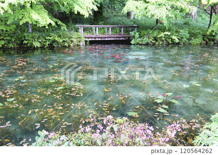 雨に打たれて新緑が映える名もなき池（通称モネの池） 120564262