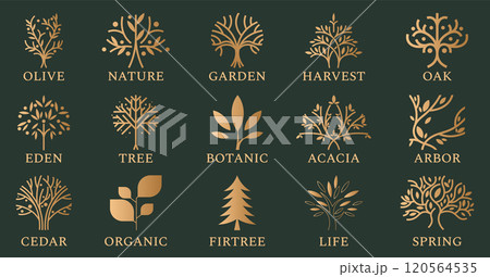 Tree icons. Olive, oak or spruce life symbol, circle gold branch and leaves, organic line emblem collection. Botanic silhouette, vine brand. Golden modern label template. Vector logo set 120564535