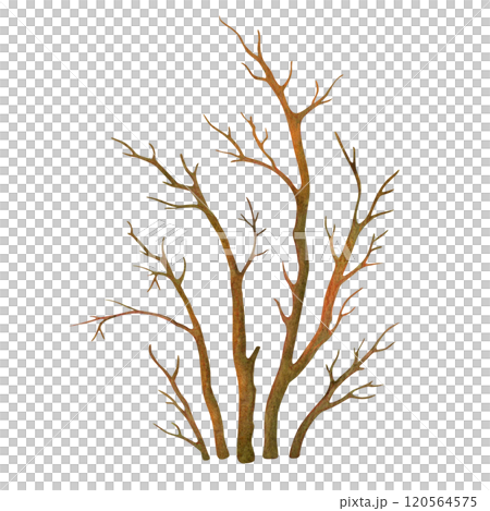 Isolated watercolor hand drawn leafless bush. Bare deciduous plant silhouette. Natural object from the forest landscape constructor set for winter or fall season background or scenery creating Isolated watercolor hand drawn leafless bush. Bare deciduous plant silhouette. Natural object from the forest landscape constructor set for winter or fall season background or scenery creating 120564575