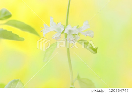 バジルの花　白い小さい花　香草　クローズアップ 120564745