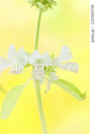 バジルの花 白い小さい花 香草 クローズアップ バジルの花 白い小さい花 香草 クローズアップ 120564746