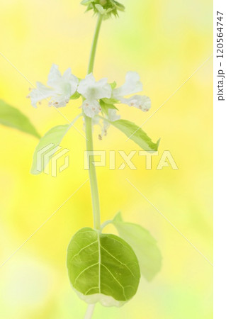 バジルの花 白い小さい花 香草 クローズアップ バジルの花 白い小さい花 香草 クローズアップ 120564747