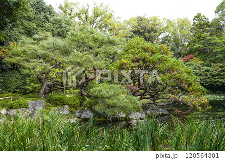 平安神宮西神苑(11月) 120564801
