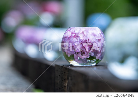 奈良県 般若寺の紫陽花ボール 奈良県 般若寺の紫陽花ボール 120564849