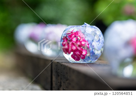 奈良県 般若寺の紫陽花ボール 奈良県 般若寺の紫陽花ボール 120564851