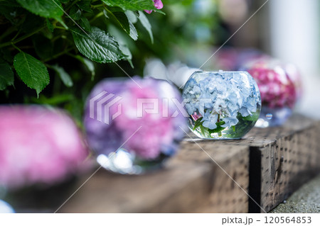奈良県 般若寺の紫陽花ボール 奈良県 般若寺の紫陽花ボール 120564853