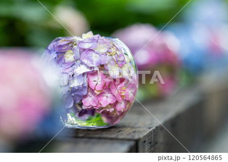 奈良県 般若寺の紫陽花ボール 奈良県 般若寺の紫陽花ボール 120564865