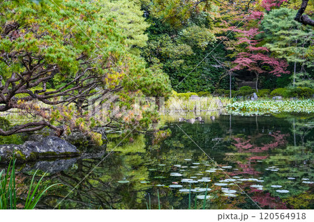 平安神宮西神苑(11月) 120564918