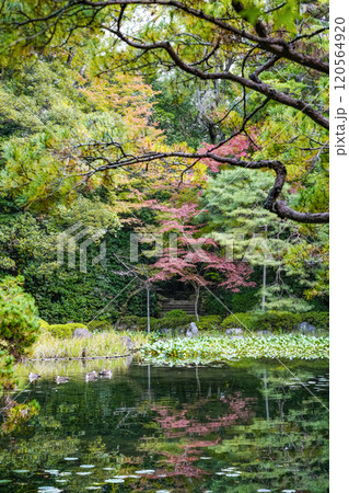 平安神宮西神苑(11月) 120564920