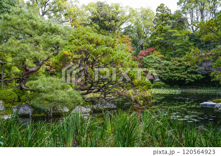 平安神宮西神苑(11月) 120564923