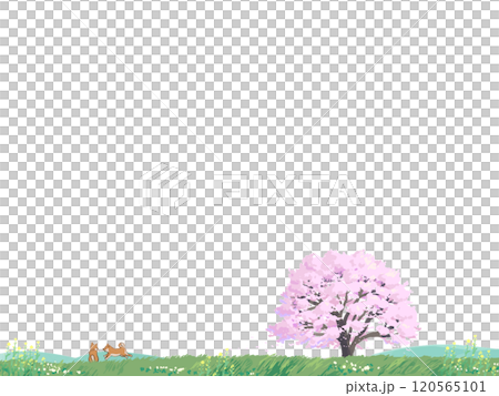 櫻花樹和柴犬 120565101