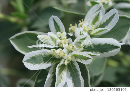 ハツユキソウの花 ハツユキソウの花 120565103