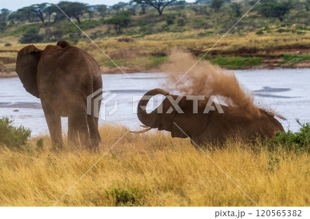 African elephant in Samburu National Reserve 120565382