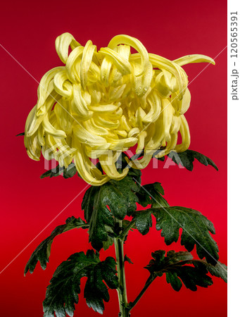 Vienna yellow chrysanthemum on a red background 120565391