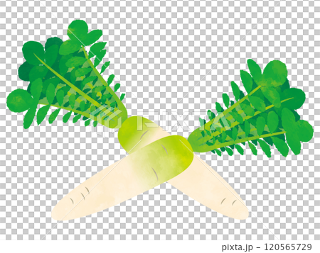 野菜　大根　手書き風 120565729