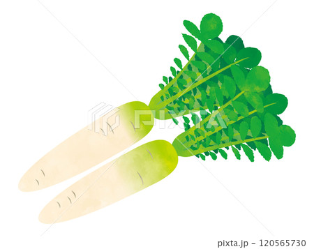 野菜　大根　手書き風 120565730