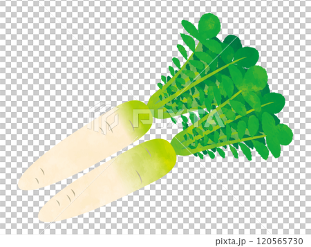 野菜　大根　手書き風 120565730