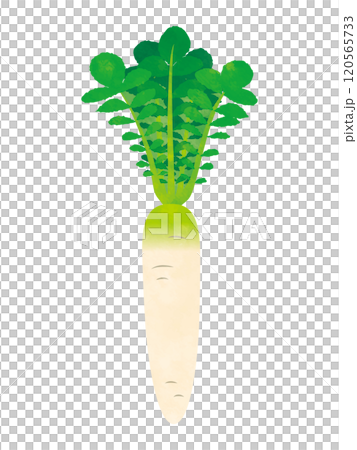 Vegetables radish handwritten style 120565733