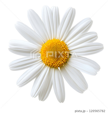 camomile isolated on white background camomile isolated on white background 120565782