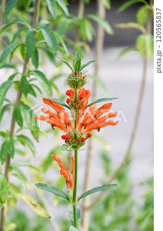 カエンキセワタ カエンキセワタ 120565837