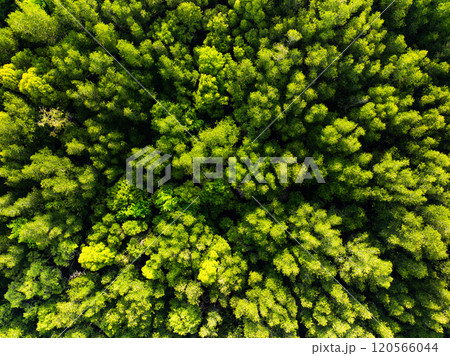 Amazing abundant mangrove forest,Aerial view of forest trees Rainforest ecosystem and healthy environment background,Texture of green trees forest top down,High angle view trees background Amazing abundant mangrove forest,Aerial view of forest trees Rainforest ecosystem and healthy environment background,Texture of green trees forest top down,High angle view trees background 120566044