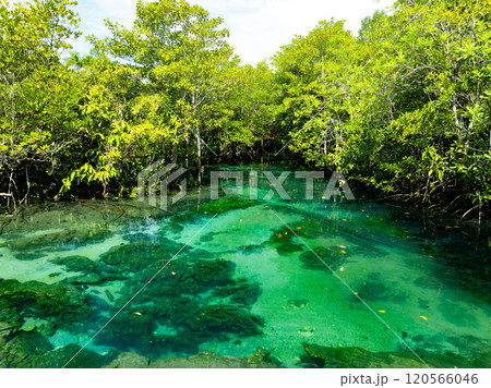 Top view Mangrove forest and river landscape at Tha Pom Klong Song Nam,Krabi Thailand, Beautiful root in mangrove forest with crystal clear water in small canal,High angle view trees background Top view Mangrove forest and river landscape at Tha Pom Klong Song Nam,Krabi Thailand, Beautiful root in mangrove forest with crystal clear water in small canal,High angle view trees background 120566046