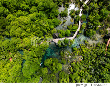 Top view Mangrove forest and river landscape at Tha Pom Klong Song Nam,Krabi Thailand, Beautiful root in mangrove forest with crystal clear water in small canal,High angle view trees background Top view Mangrove forest and river landscape at Tha Pom Klong Song Nam,Krabi Thailand, Beautiful root in mangrove forest with crystal clear water in small canal,High angle view trees background 120566052
