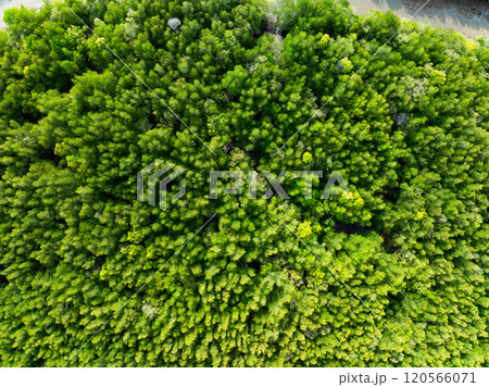 Amazing abundant mangrove forest,Aerial view of forest trees Rainforest ecosystem and healthy environment background,Texture of green trees forest top down,High angle view trees background 120566071