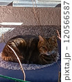睨む猫 120566587
