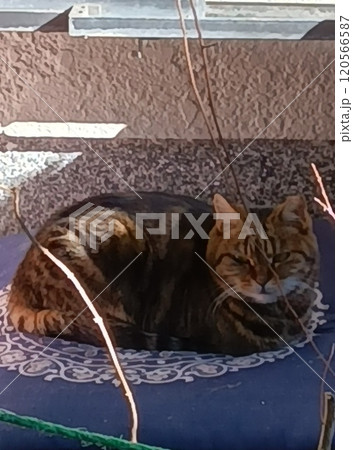 睨む猫 120566587