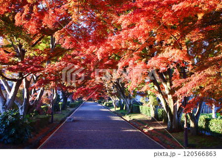 那須塩原市 大山参道のもみじ並木の紅葉 那須塩原市 大山参道のもみじ並木の紅葉 120566863