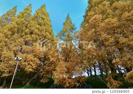 神戸市立森林植物園　メタセコイア 120566905
