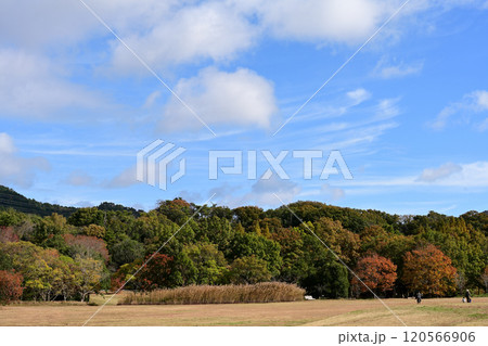 神戸市立森林植物園 山の紅葉 神戸市立森林植物園 山の紅葉 120566906
