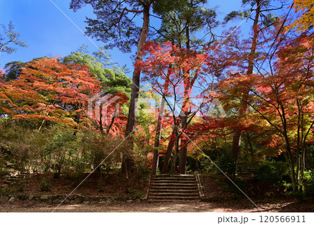 再度公園 山の紅葉 再度公園 山の紅葉 120566911